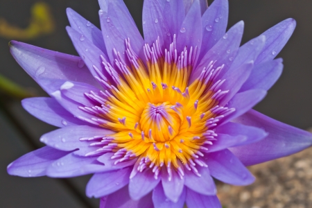Purple lotusの写真素材