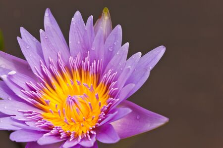 Purple lotusの写真素材