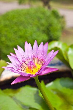 Purple lotusの写真素材