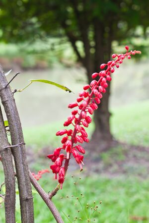 Red flowerの写真素材