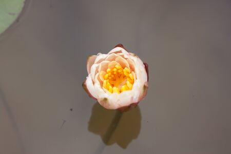 yellow lotusの写真素材