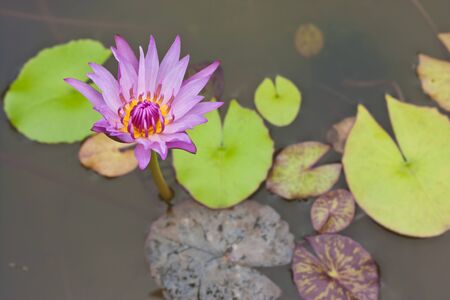 purple lotusの写真素材