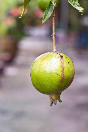 pomegranateの写真素材