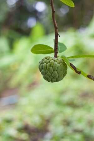 custard appleの写真素材