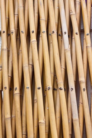 bamboo textureの写真素材