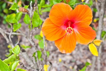 orange Chinese roseの写真素材