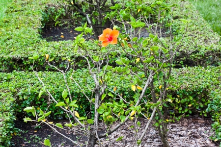 Chinese roseの写真素材