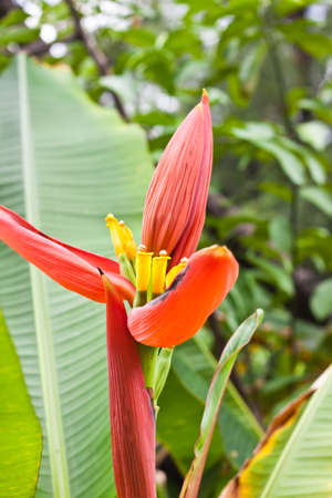 Banana flower