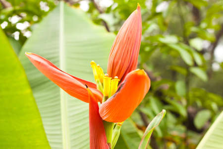 Banana flowerの写真素材