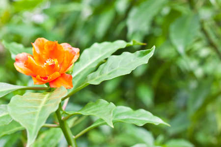orange flower