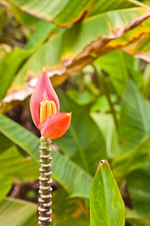 Banana flower in gardenの写真素材