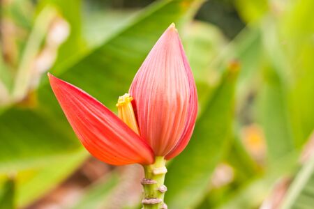 Banana flower in gardenの写真素材