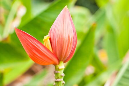 Banana flowerの写真素材
