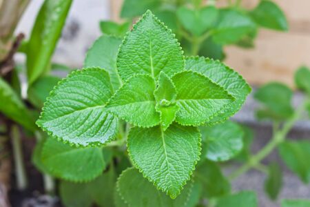 leaf of plantの写真素材