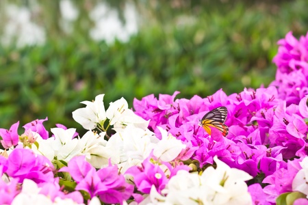 pink flowerの写真素材