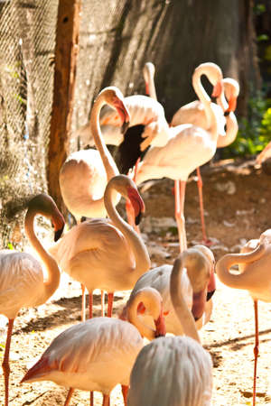 flamingoの写真素材