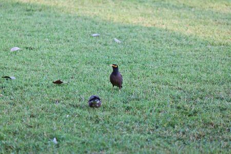 two bird