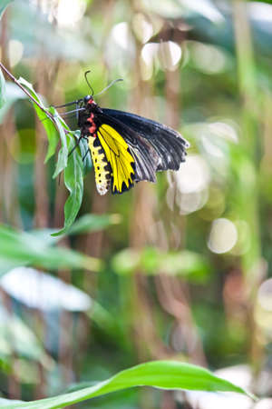 beauty of butterfly