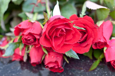 beauty of red rose on day timeの写真素材