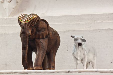 big elephant with white cowの写真素材