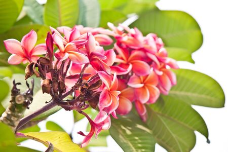 frangipani flowersの写真素材
