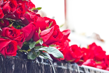 red rose