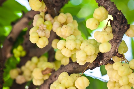 star gooseberryの写真素材