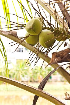 coconutの写真素材