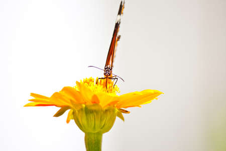 lovely butterfly with flowerの写真素材