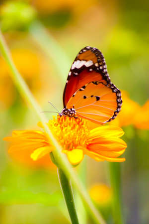 lovely butterflyの写真素材