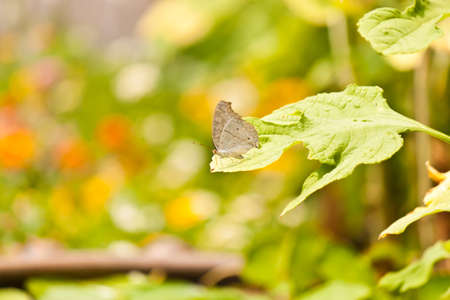 brown butterfly on leafの写真素材