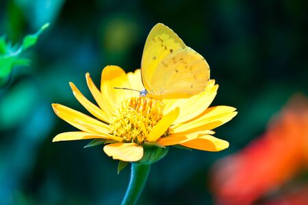 yellow butterfly on yellow flowerの写真素材