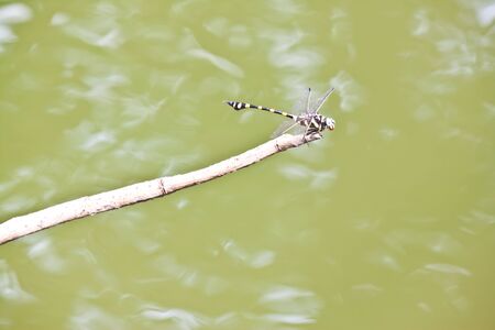 dragonfly on branchの写真素材
