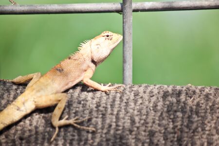 small dragon の写真素材