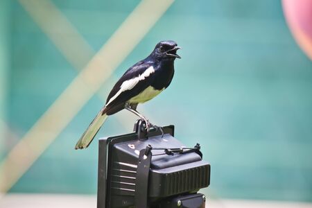 lovely birdの写真素材