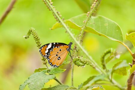 lovely butterfly with flowerの写真素材