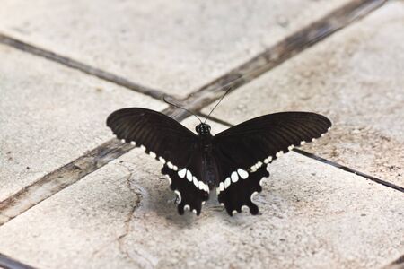 black butterflyの写真素材