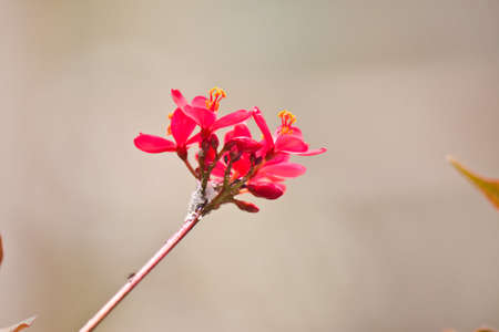 red flowerの写真素材