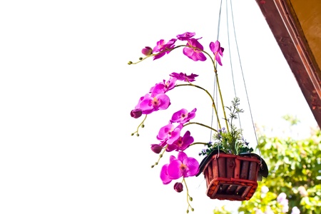 pink orchidの写真素材