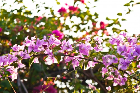 bougainvilleaの写真素材