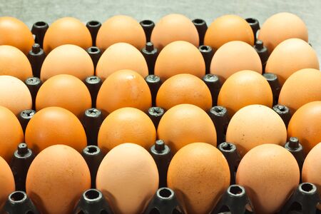 egg of chicken