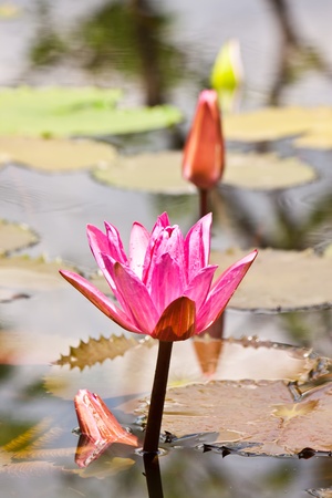 pink lotusの写真素材