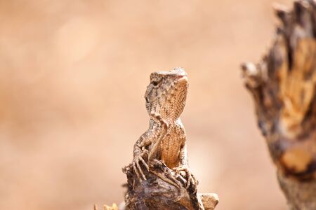 small chameleon 