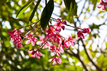 pink flowerの写真素材