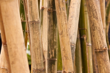 bamboo backgroundの写真素材