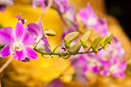 beauty of orchidの写真素材