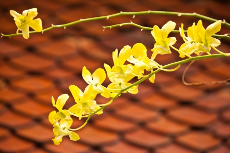 beauty of orchidの写真素材