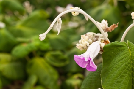 beauty of flowerの写真素材