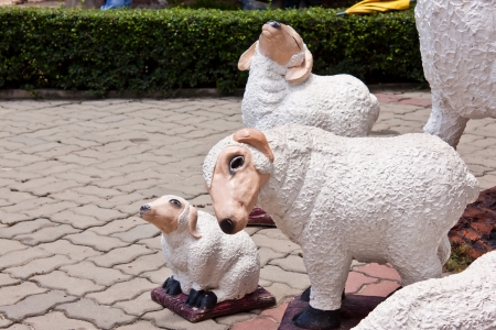 sheep imageの写真素材