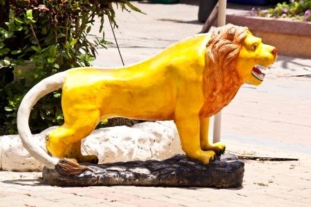 lion imageの写真素材